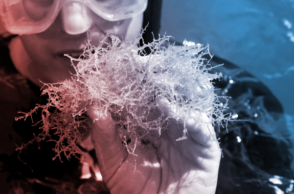 a diver wearing goggles and a wetsuit holds up a clump of stringy yellow seagrass, which looky slightly spikier than regular grass
