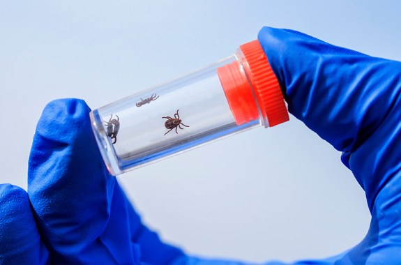 a blue latex gloved hand holds a small vial, in which are three small brown ticks, between two fingers