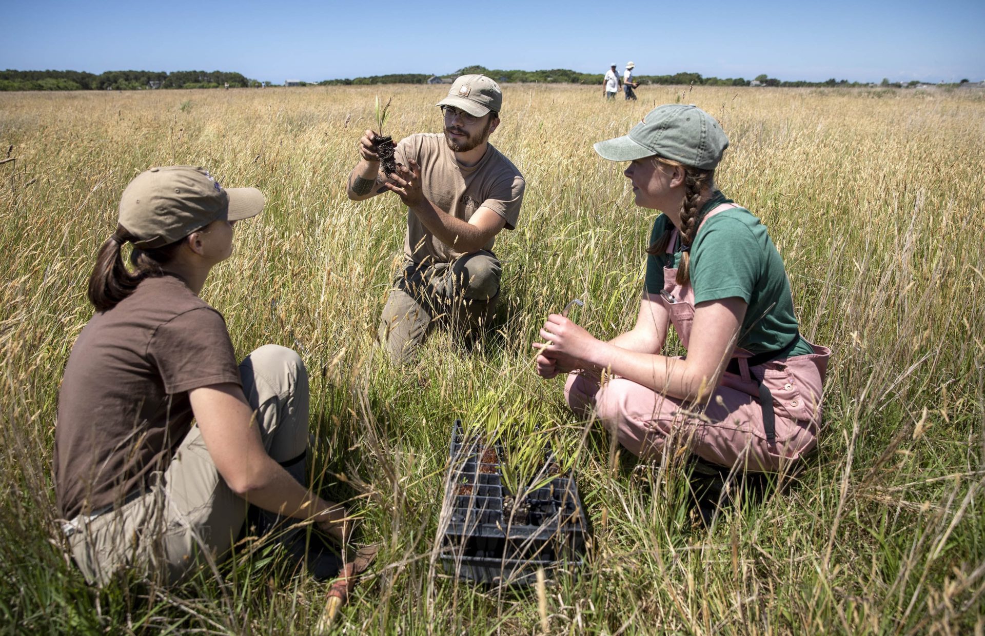 Three people wearing sun hatssit in a tall grass field, holding seedling sprouts. 