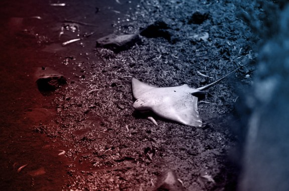 A dirty, muddy shore. Center-frame a bright white sting ray lies upside down, wings and belly to the sky.