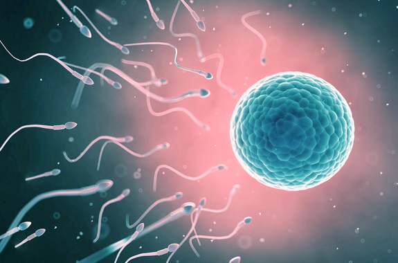 Sperm Swim Together To Help Each Other Reach The Egg