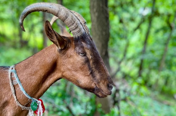A caramel-brown goat in profile, with a bright green leafy background.