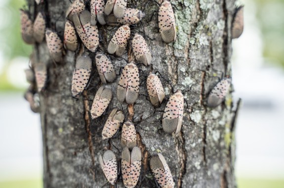 over a dozen spotted lanternflies, soft brown dotted with black spots, huddle on a tree trunk