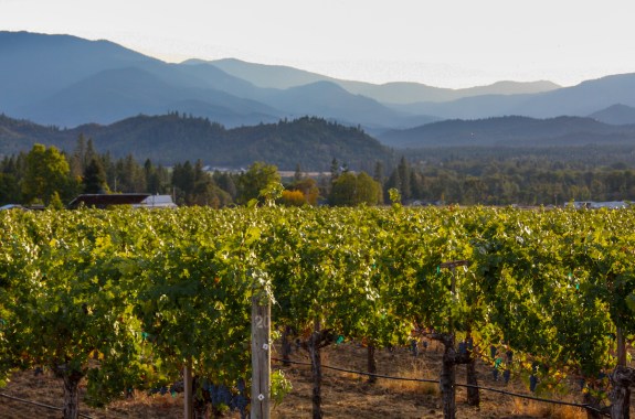 A green vineyard with tall mountains in the far background
