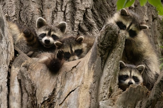 These raccoons are mid sized animals that are about 2 feet long. Their bodies are stocky round and covered in salt and pepper colored fur. These four raccoons are peeking out of a tree