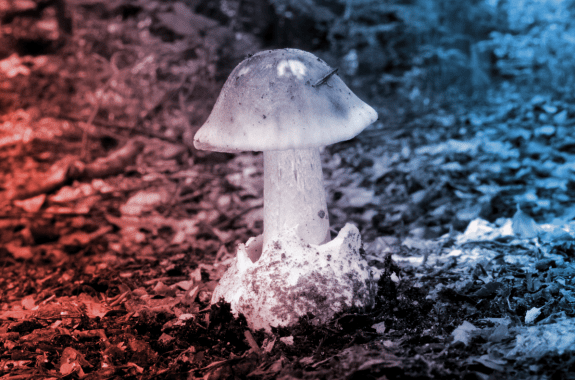 a light brown mushroom with a domed cap sprouts from the brown leaves of a forest floor