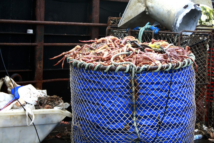 A blue barrel full of dead crabs
