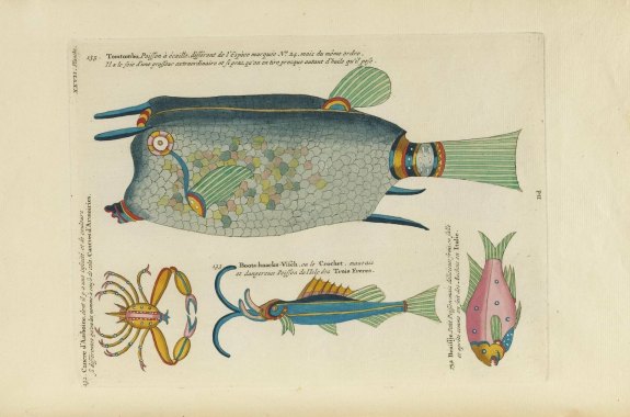 Illustrations of fish and other sea creatures in what looks like an old notebook with notes.