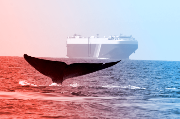a large whale tail about to submerge into the water. a large container ship looms in the background