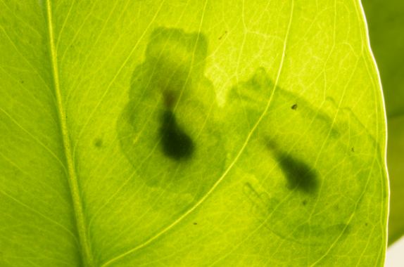 The light outlines of two glass frogs seen through a leaf, with an opaque oval pouch shape in their centers.