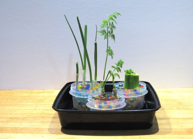 The tops of the vegetables have grown into plants.