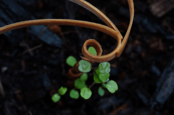 A thin wooden stick twists around a green seedling in the dirt.