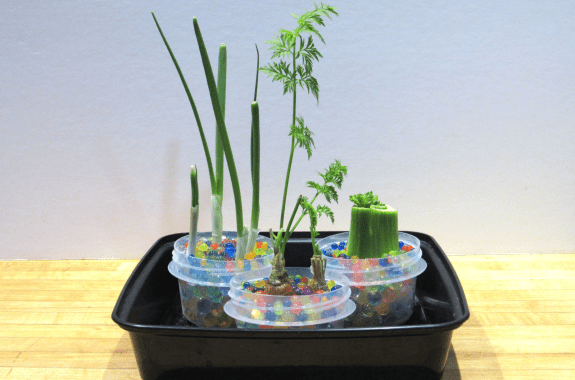 the tops of the vegetables placed in a container of hydrogel beads have grown into plants.