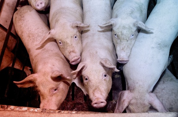 five small pigs squished together in a pen.