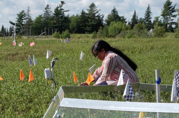 A woman tending to a meadow with small flags planted in the ground.