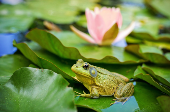 A bullfrog sitting on bright green a lilypad with a pink flower behind in the distance.
