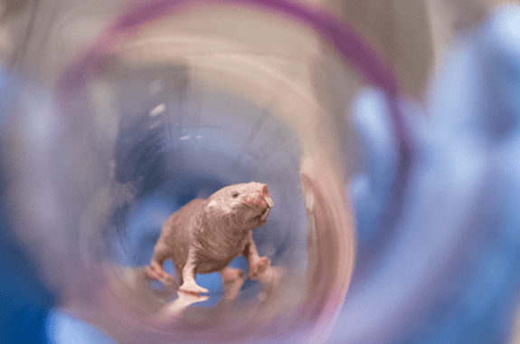naked mole rat inside a clear struture