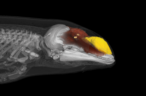 an MR scan of a porpoise highlighting specific regions where sound is produced