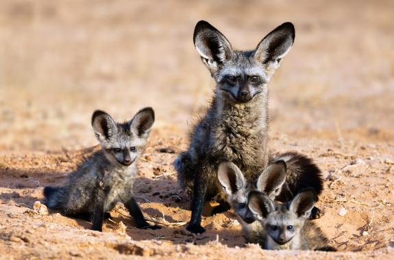 a really adorable family of foxes with very large bat-shaped ears in a sandy terrain