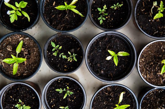 an above view of potted little green sprouts. these small sprigs will grow into tomato plants