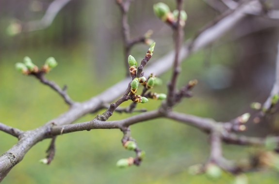 A closeup of a woody tree branch with soft green leaf buds at the tip of each branch