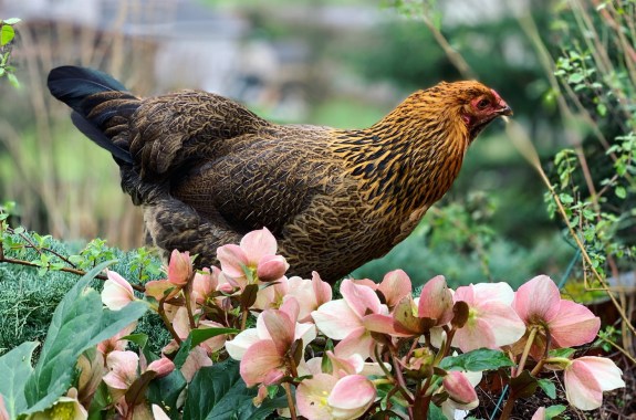 A chicken walking above a growing garden of flowers