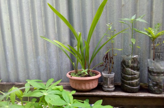 Photo of plants in plastic bottle chaptured in the morning right after the last night rain