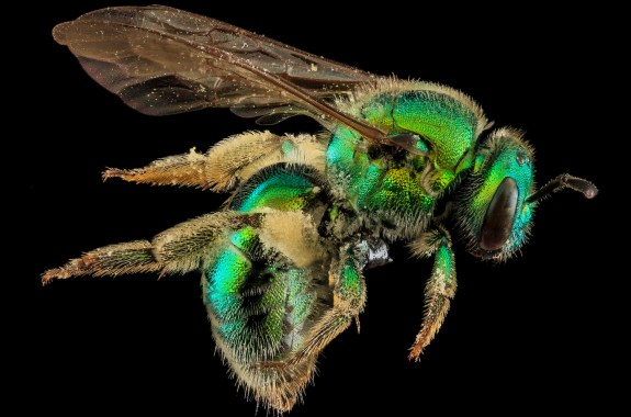a shimmery metallic green bee