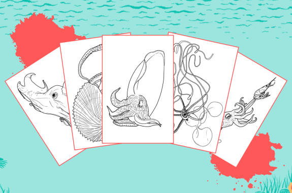 5 coloring pages of cephalopods