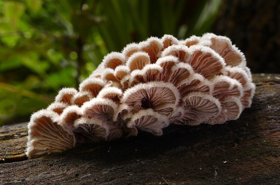 a bunch of fuzzy pink mushrooms on a log.
