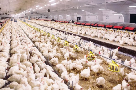 an indoor chicken coop with hundreds of chickens inside