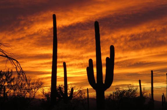 a gorgeous sunset shadows two tall saguaro cacti with arching branches