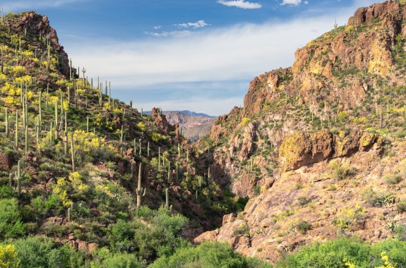 a rocky desert landscape filled with shrubs and tall cactic