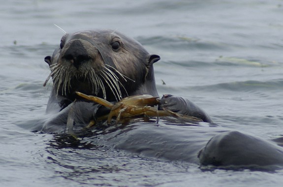 a cute brown sea otter floating in the ocean on its back holding kelp in its paws