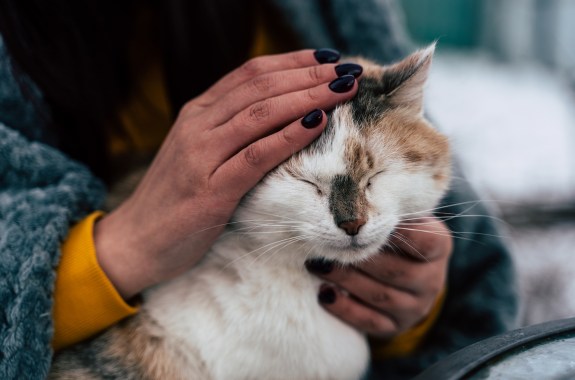 Close up of domestic cat in hands of unrecognizable woman. Unknown female strokes cute cat