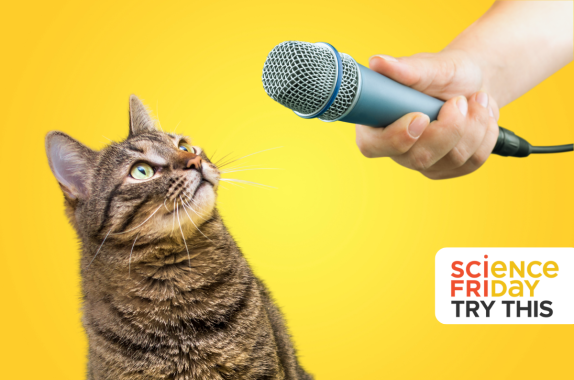 A gray tabby cat with green eyes looks up towards a microphone held in the hand of a person. The background is bright yellow. There is a Science Friday logo in the bottom right corner with the words "Try This."
