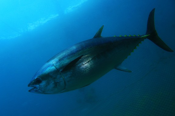 A bluefin tuna in dark waters swims with mouth open in profile.
