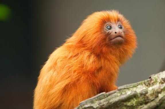 a fluffy orange baby monkey with large glossy eyes and button nose perches on a tree