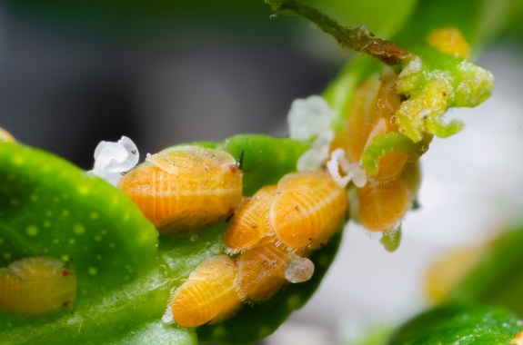 Small oval-shaped orange insects crowd onto the stem of a pale green leaf.