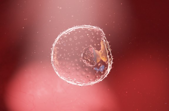 3d rendered illustration of a human embryo - week 2