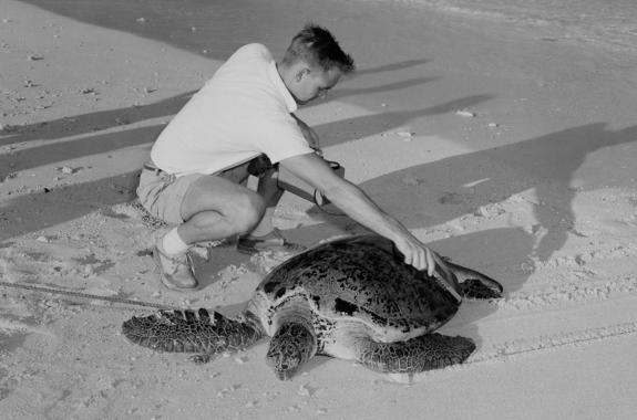 black and white photograph of a man measuring a large turtle on a beach