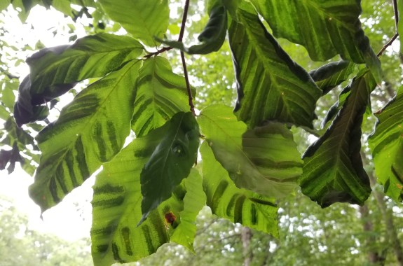 Green leaves with dark green bands extending from the middle vein to the edges, against a bright sky.