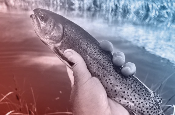 A hand holding a fish in front of a marshy lake area.