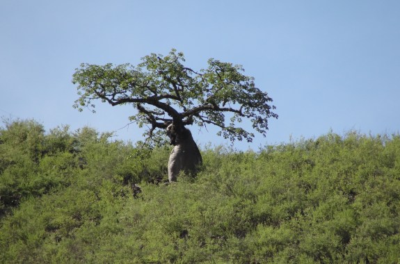 A large tree with a thick trunk stands among low green vegetation against a blue sky.