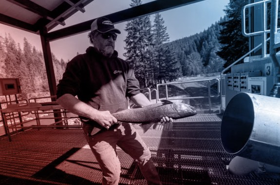 A man holds a 2 foot long salmon, wrangling it into a tube.
