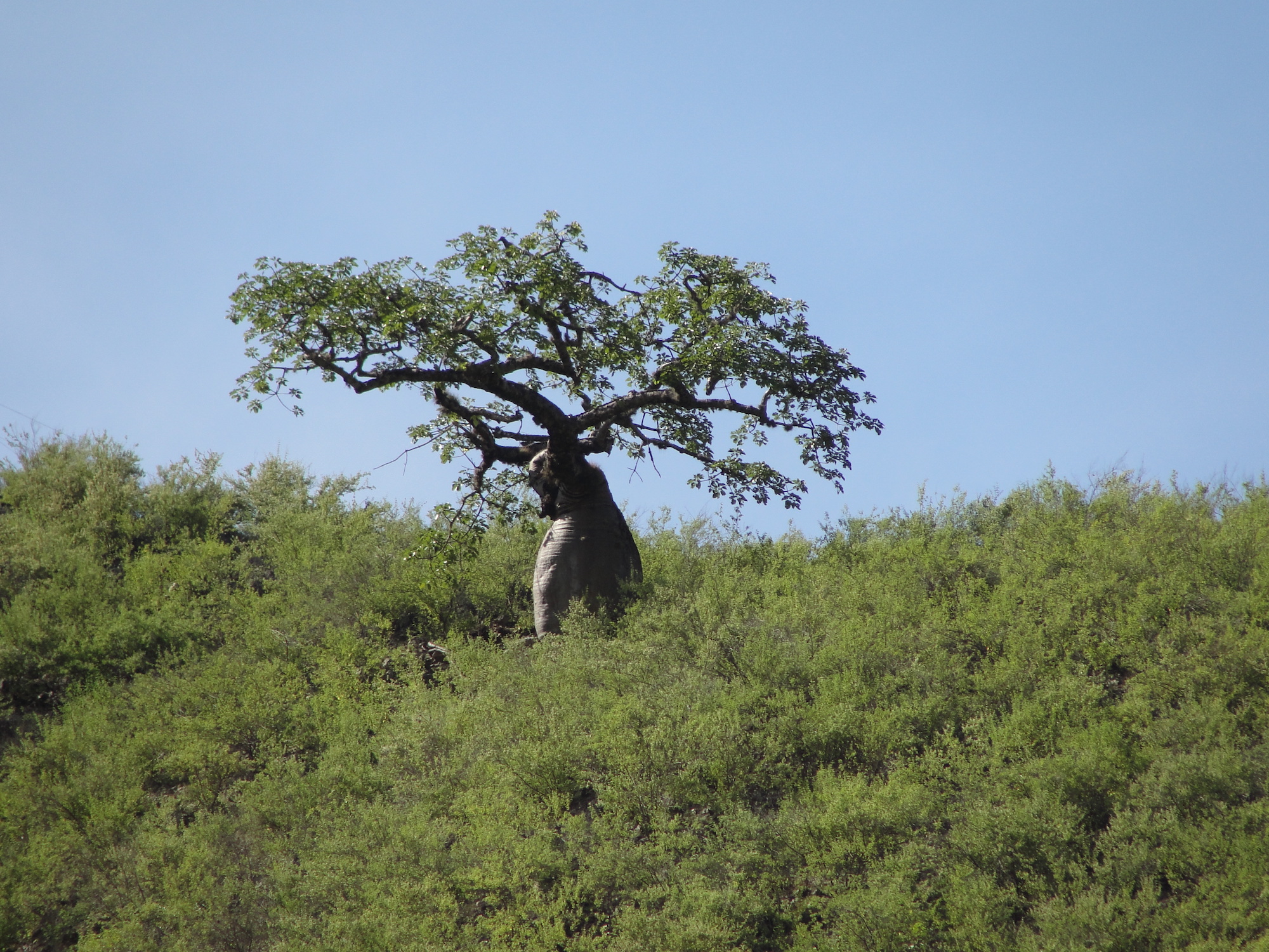 Un árbol grande con tronco grueso dentro de vegetación verde, contra un cielo azul.