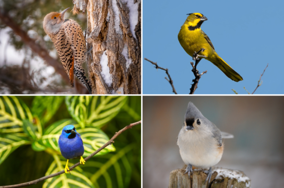 Four birds, from tropical and temperate regions, in an image collage