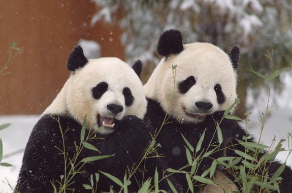 Two pandas eat bamboo on a snowy day outdoors.
