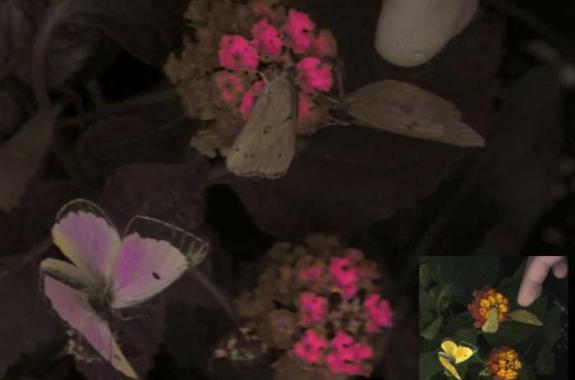 A mostly black-and-white photo of butterflies feeding from flowers. The butterfly wings are tinged with purple, and the tops of the flower are bright pink.
