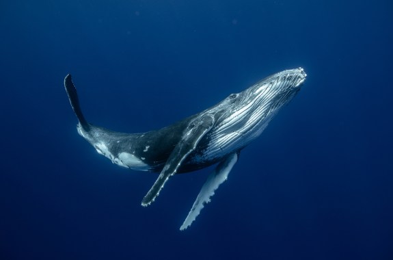 A humpback whale calf swimming through the ocean
